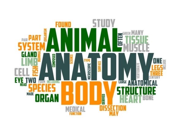 Anatomist Typography Skinny Tumbler